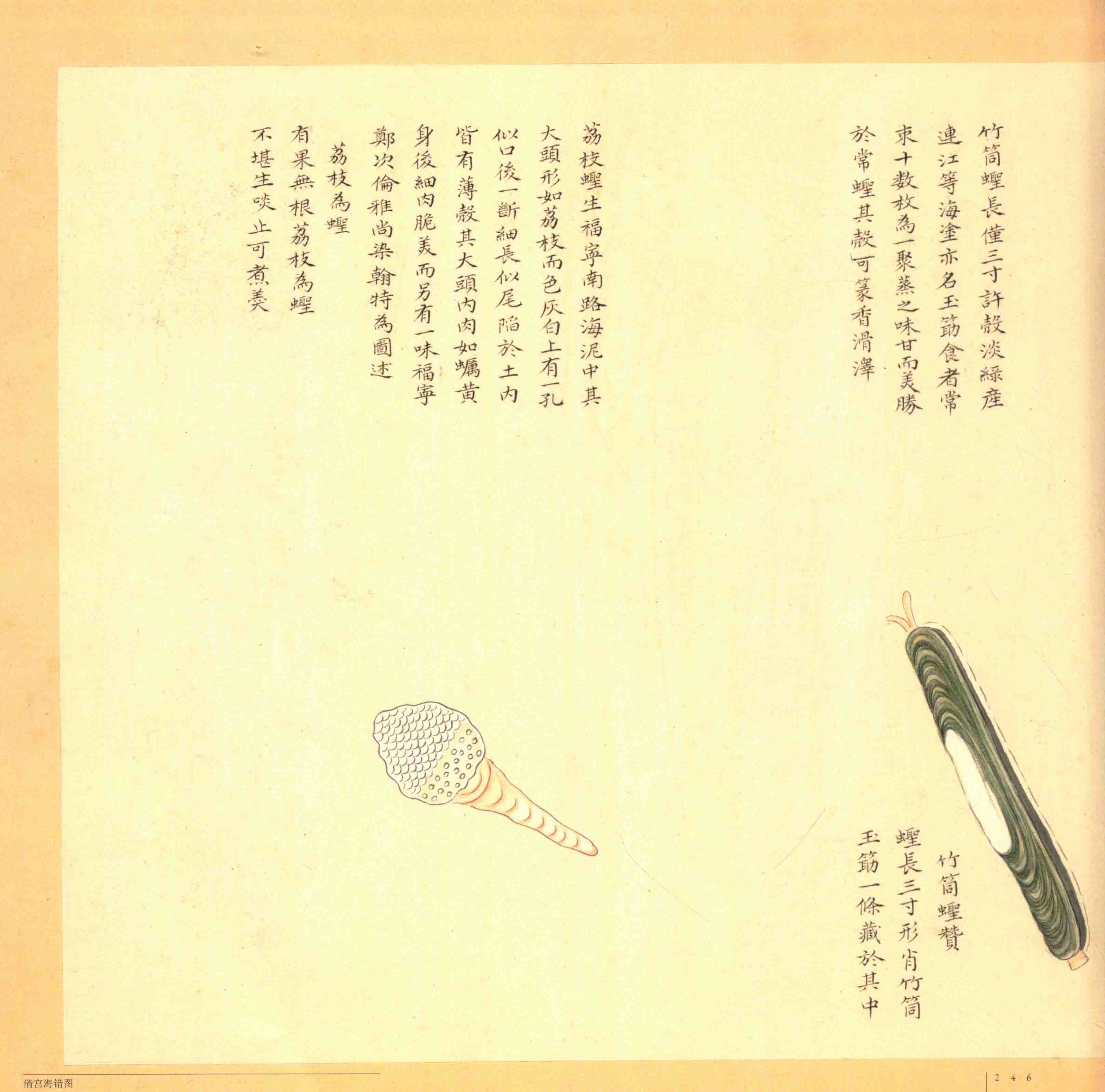 A historical marine-life study from the Haicuo Atlas